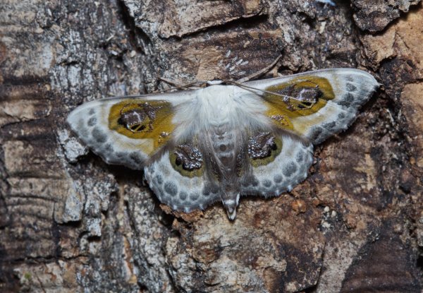 Пяденица Problepsis phoebearia Erschov 1870.