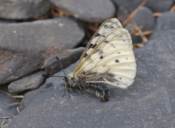 "Невзрачная" мечта.