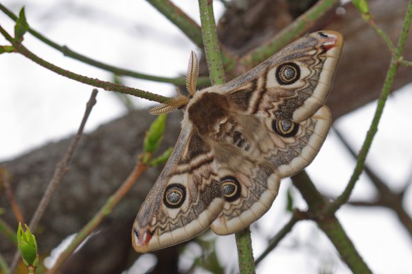 Saturnia spini (Denis & Schiffermüller, 1775)