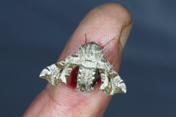Карликовый бражник Sphingonaepiopsis gorgoniades  (Hubner, 1819)