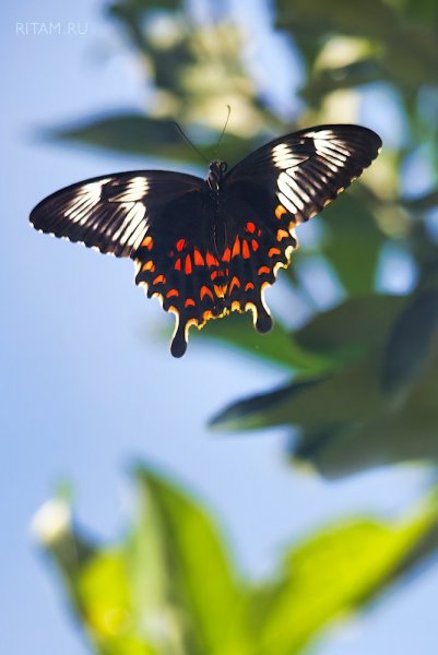 Свободный полет