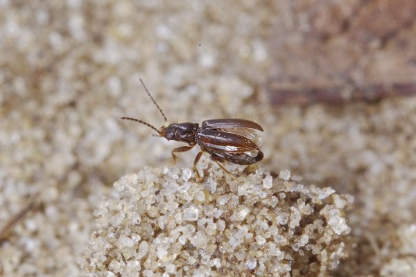 Снимай быстрее - улечу.