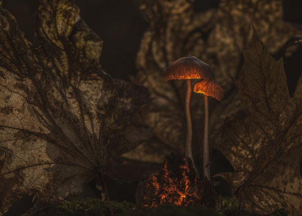 Plants and mushrooms