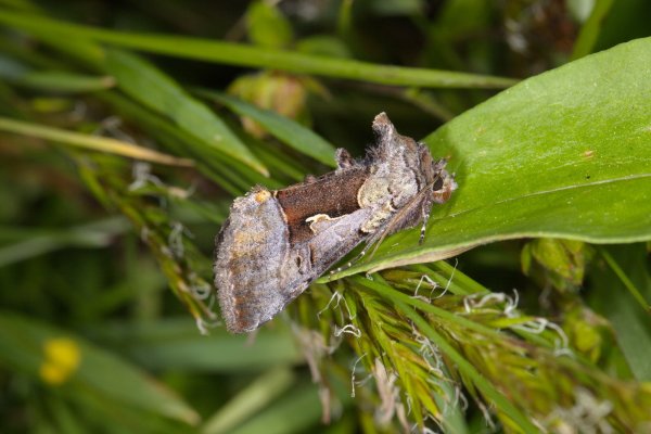 Syngrapha diasema (Boisduval, 1829)
