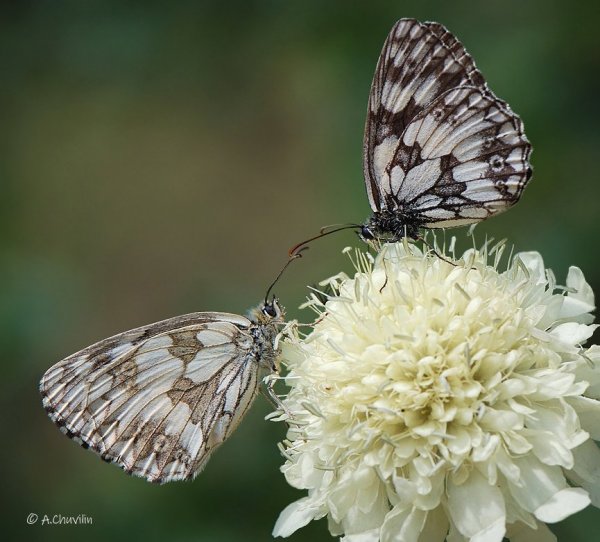 Знакомство галатей. Армения.jpg