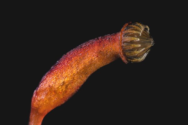 Гипновый мох