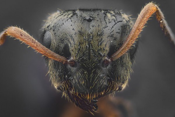 Плоскогрудый муравей (Lasius platythorax)
