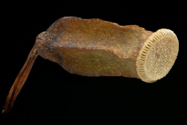 Гипновый мох