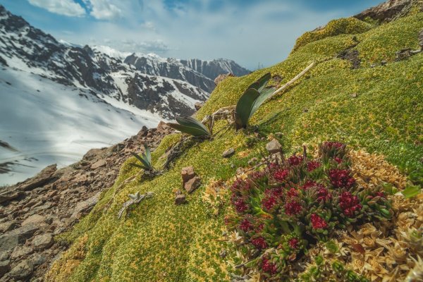 Родиола ярко-красная