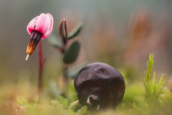 Где цветок там и ягода