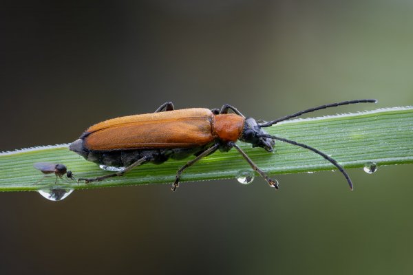 Любопытство