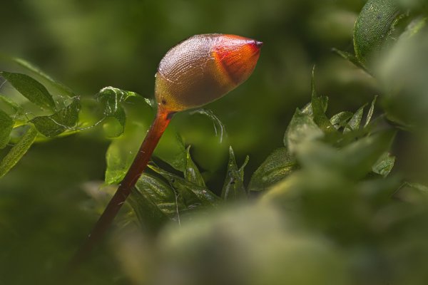 Гипновый мох