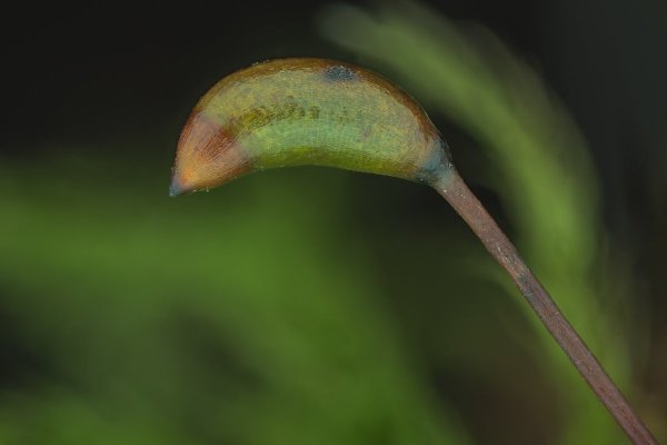 Гипновый мох