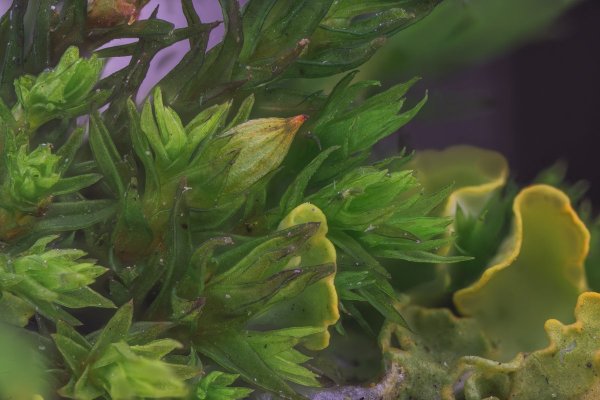 Гипновый мох