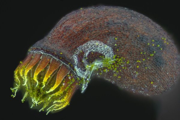 Гипновый мох