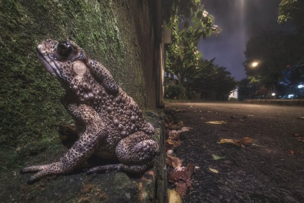 Чернорубцовая жаба