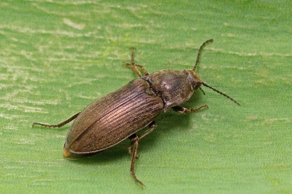 AIMG_5782  Agriotes obscurus щелкуны