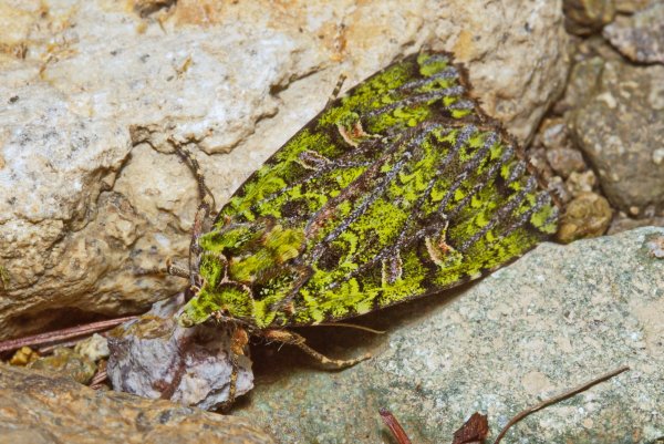 С такой окраской тут не спрячешься.