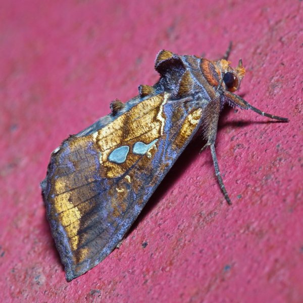 Совка-металловидка Antoculeora locuples (Oberthür, 1881).