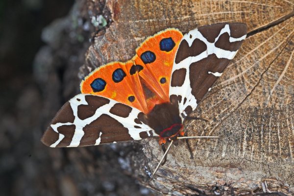 Медведица Кайя, дальневосточный подвид - Arctia caja phaeosoma (Butler, 1877) 0001
