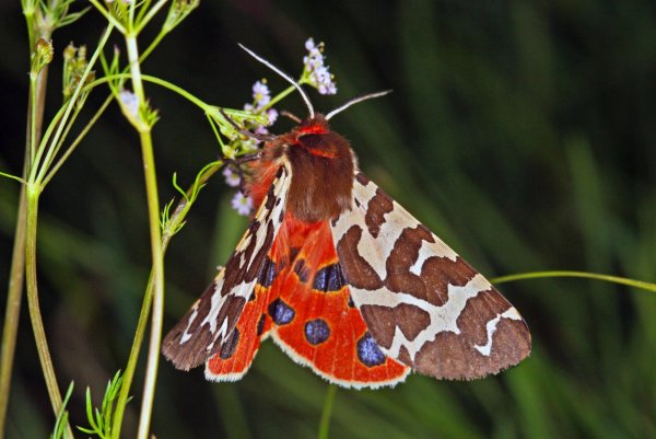 Медведица Кайя, среднеазиатский подвид - Arctia caja tshimgana Shelijuzhko, 1935 05