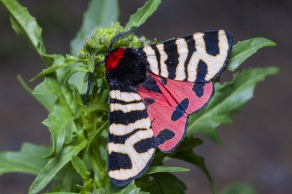 Медведица Геба - Arctia festiva (Hufnagel, 1766)