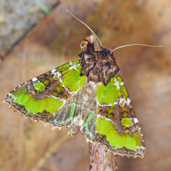 Осенняя редкость.