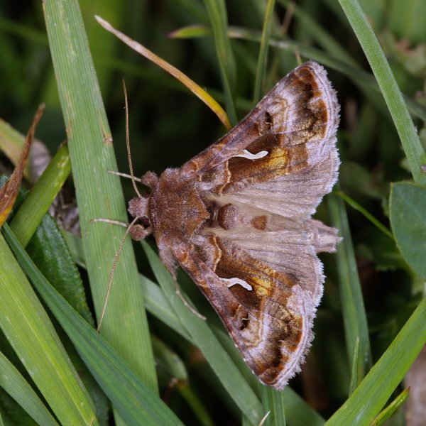 Совка-металловидка Autographa camptosema (Hampson, 1913).