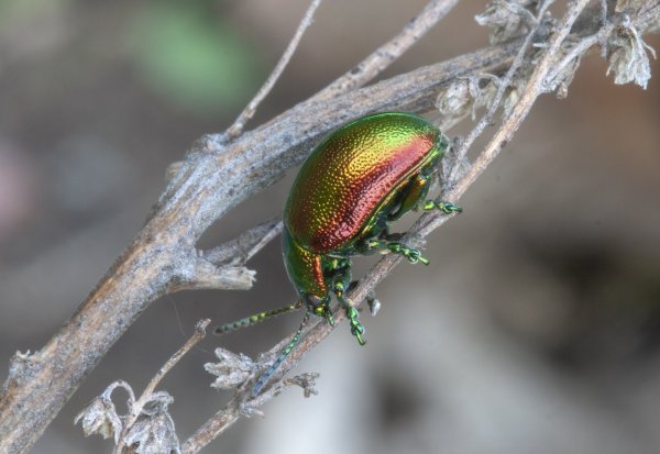 Елочная игрушка не на елке.