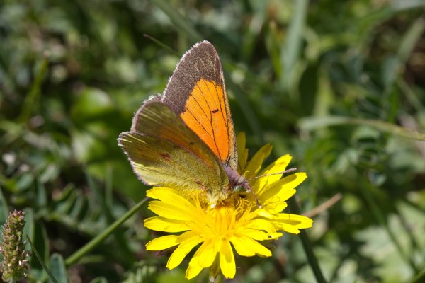 Желтушка Colias eogene C. et R. Felder, [1865]