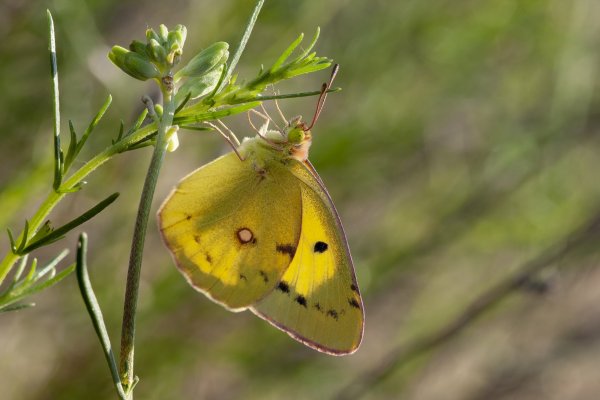 Желтушка степная - Colias erate (Esper, 1805).