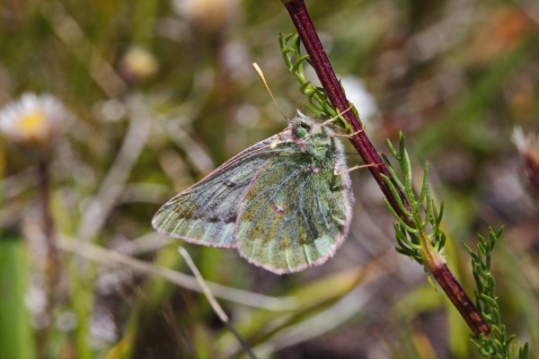 Желтушка монгольская - Colias mongola (Alpheraky, 1897)