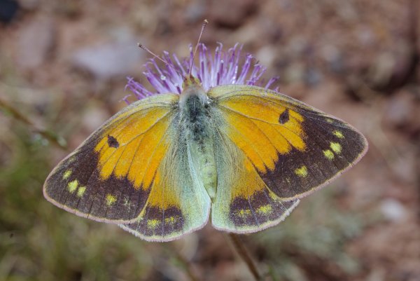 Желтушка Романова - Colias romanovi Grum-Grshimailo, 1885.jpg