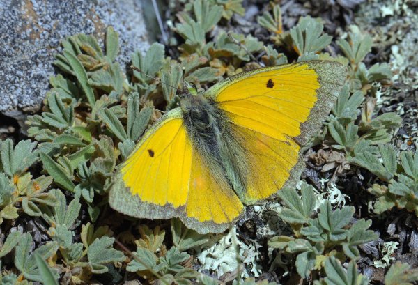 Желтушка тизо - Colias thisoa nikolaevi Korshunov, 1998 0741.jpg
