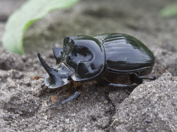Во всей красе.