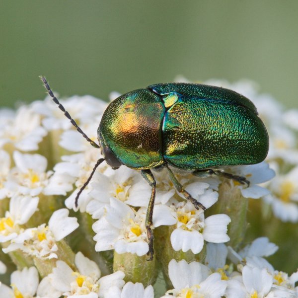 Листоед-скрытоглав Cryptocephalus sericeus (Linnaeus, 1758).