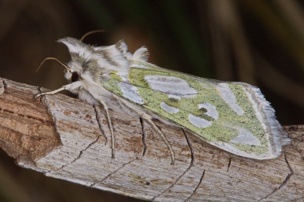 Капюшонница серебристопятнистая. Cucullia magnifica Freyer, 1839.