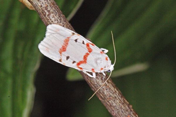 Лишайница Cyana adelina (Staudinger, 1887)