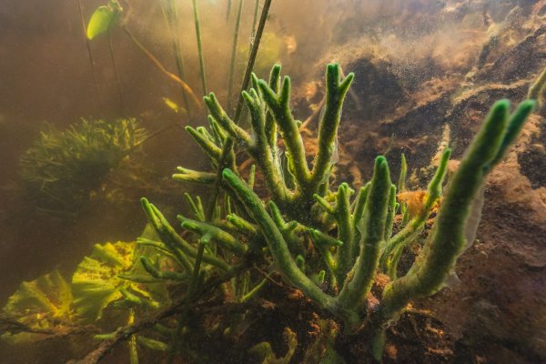 Губка бадяга