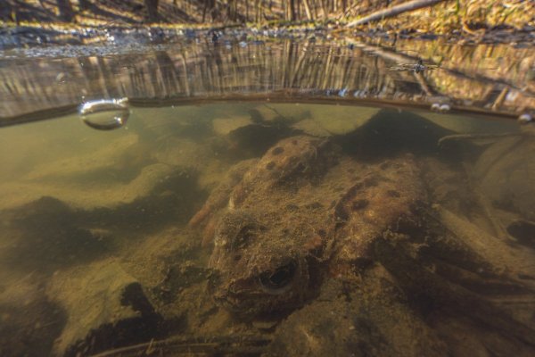 Травяная лягушка