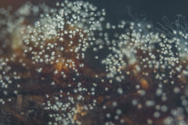 Инфузории сувойки