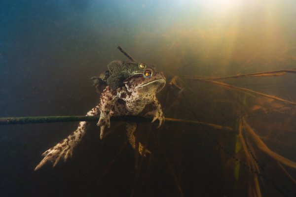 Спаривание серых жаб