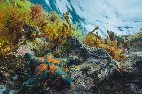 Гребешковая патирия