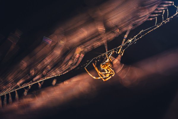 Осенняя паутина