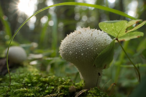 Светлые головушки