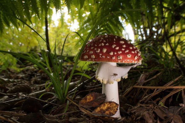 Не только мухо мор