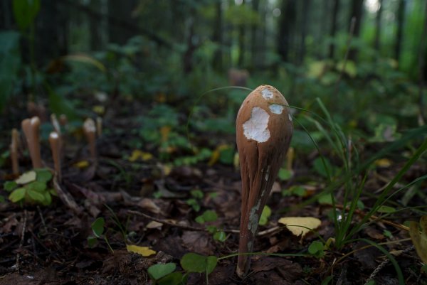 Понадкусывали