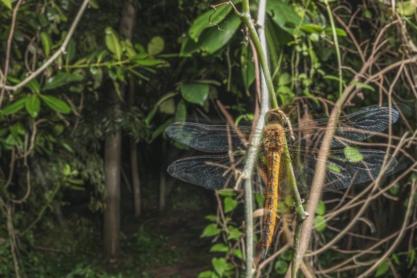 Бродяжка рыжая