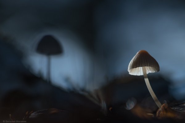 Лесные торшеры