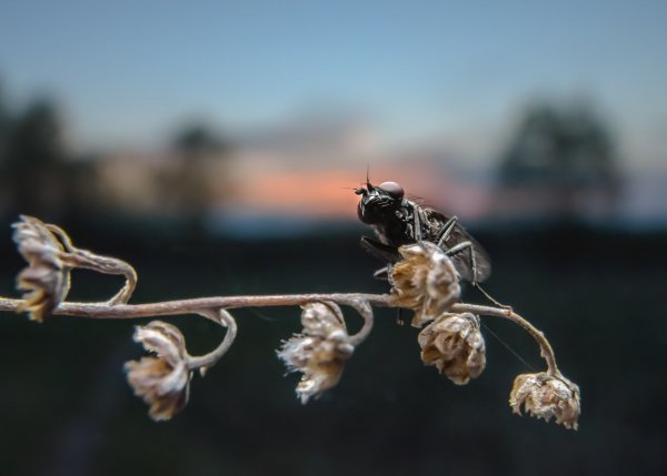 Майская муха